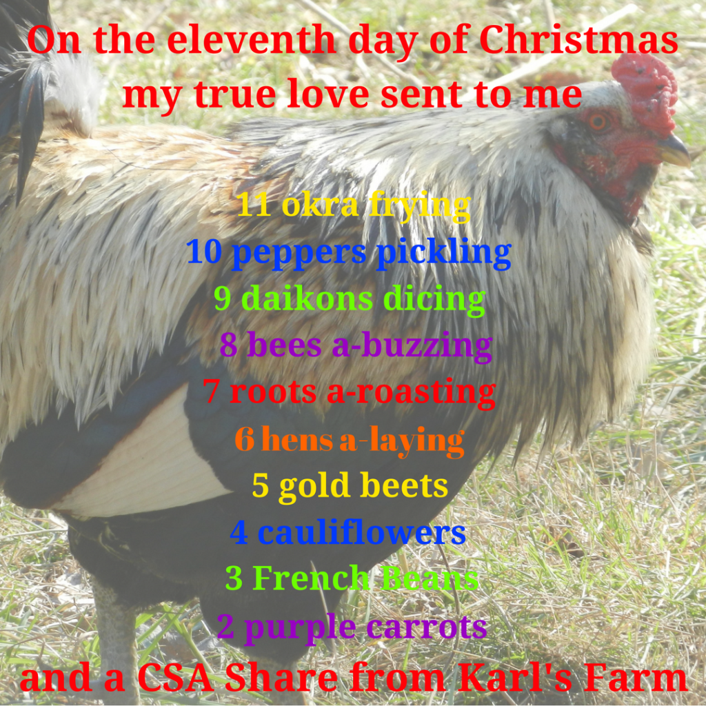 On the eleventh day of Christmas, my true love sent to me 11 okra frying, 10 peppers pickling, 9 daikons dicing, 8 bees a-buzzing, 7 roots a-roasting, 6 hens a-laying, 5 gold beets, 4 cauliflowers, 3 French beans, 2 purple carrots and a CSA Share from Karl's Farm.