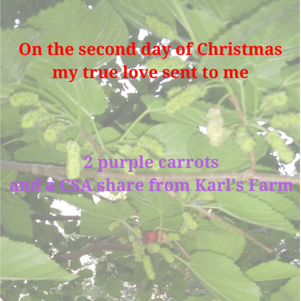 On the second day of Christmas my true love sent to me 2 purple carrots and a CSA Share from Karl's Farm