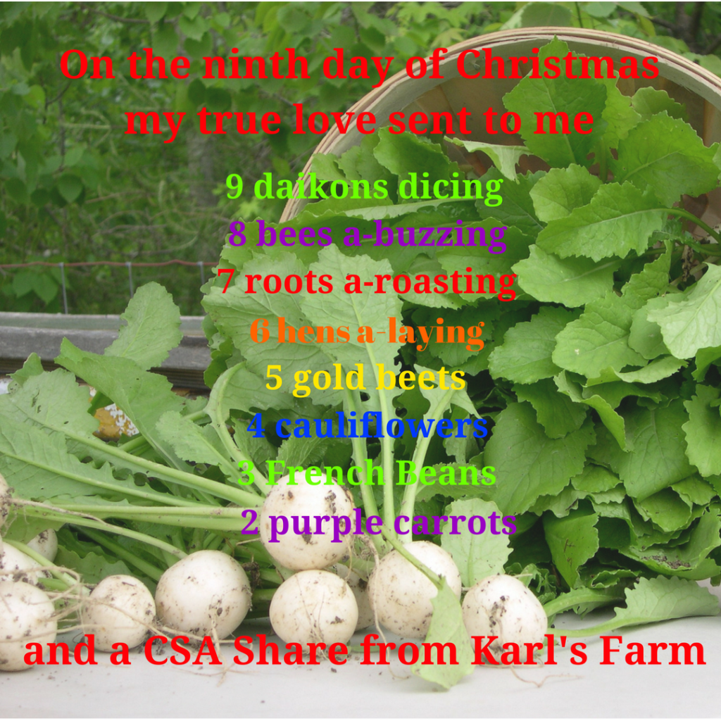On the ninth day of Christmas, my true love sent to me 9 daikons dicing, 8 bees a-buzzing, 7 roots a-roasting, 6 hens a-laying, 5 gold beets, 4 cauliflowers, 3 French beans, 2 purple carrots and a CSA Share from Karl's Farm.